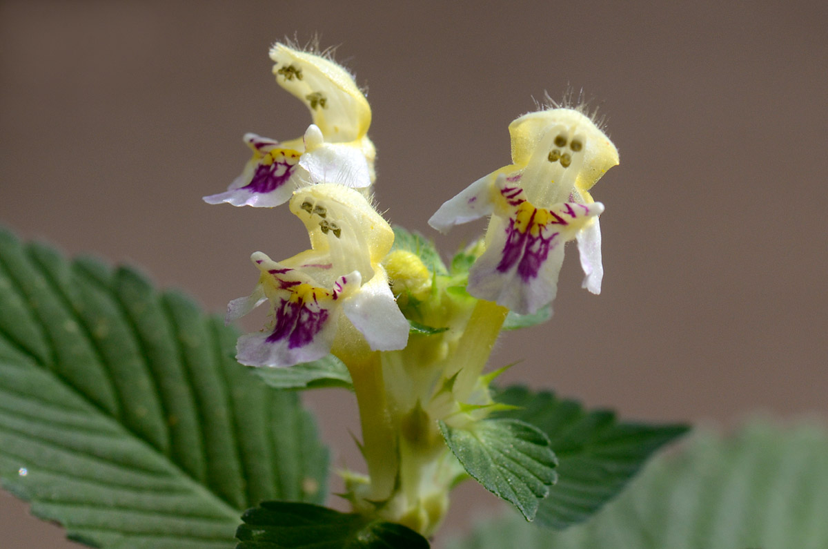 Galeopsis speciosa / Galeopside splendida